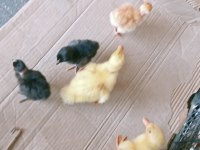 Koy civcivi bulunur kaçırmayın