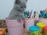Safkan lilac british shorthair yavru