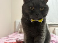 British shorthair 3 yaşında kedimiz