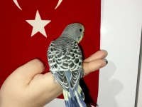 Yavru muhabbet kuşu