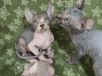 Naked Beauty Sphynx Cattery Kediler