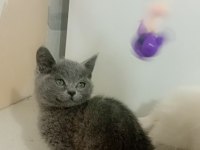 Mutluluk british shorthair dağıtıyoruz