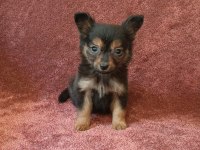 Hem minyatür hemde sevimli pinscher bebekler