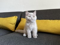 Lilac british shorthair cinsi yavrumuza aile arıyoruz.