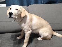 5.5 aylık labrador bütün aşıları yapıldı çipi takıldı