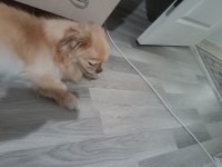 Pekinez köpeğimiz