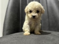 Maltipoo Adrese Teslim, Kapıda Ödeme Yapabilirsiniz