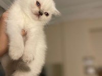 Üç tane british shorthair bebekler
