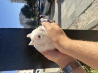 ÖZEL RENK CÜCE BEBEKLER