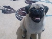 1 yaşında dişi pug