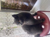1 yaşında british shorthair