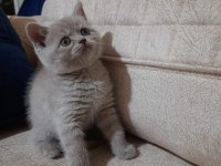 2 Aylık British Shorthair Yavrular