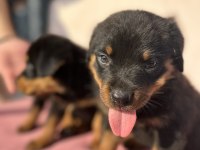 Rottweiler yavrular yeni yuvasını arıyor