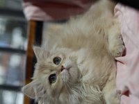 British longhair erkek