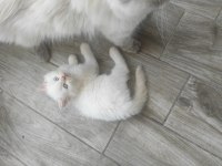 2 aylık son kalan süt beyaz erkek british longhair