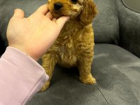 4 YAVRU TOY POODLE