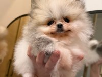 Pomeranian boo ayı surat bal