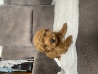 MINI BOY MALTİPOO OĞLUMUZ
