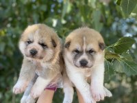 Japon Akita yavrularım