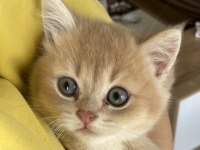 3 aylık erkek AY11 british shorthair