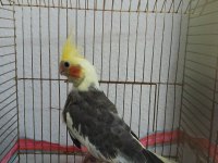 Yavru sultan papağanı