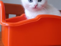 BRİTİSH YAVRULAR SAHİPLENDİRİLECEKTİR