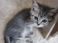 Bu british shorthair güzellik kaçmaz