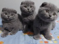 Elit Patiler Farkıyla Scottish Fold Yavrular