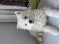 Dişi Samoyed