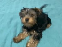 Teker yorkshire terrier