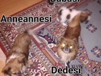 45 günlük pekinez mama yiyor erkek safkan