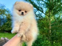 Teddy face pomeranian
