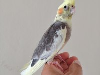 Bebek Sultan Papağanı