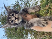 Kalitenin Adresi Big Claw Maine Coon