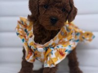 Özel Toy Poodle Yavruları Görüntülü Görün
