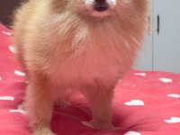 Pomeranian Boo Köpeği