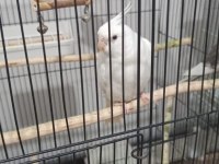 Albino Sultan Papağanı Erkek Yavru