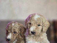 Standart Poodle Yavrular
