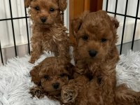Aile ortamından toy poodle yavrusu
