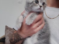 2 aylık sütten kesilmiş scottish fold yavruları