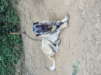 ANADOLU ÇOBAN KÖPEĞİ