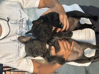 BLUE VE BLACK KALİTELİ FRENCH BULLDOG YAVRULARI