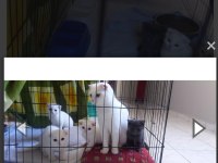 Scottish fold 4 kardeş