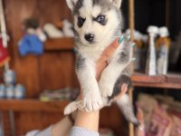 Yakışıklı Husky Yavrular