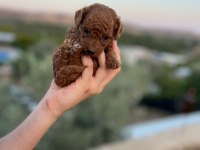 SAFKAN, SAGLIK VE IRK GARANTILI 1 AYLIK TOY POODLE YAVRULAR
