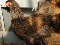 GOLD LACED BRAHMA KULUÇKALIK YUMURTA & CİVCİV