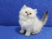 YENİ YUVASINA GİTMEYE HAZIR  BRİTİSH PONÇİK LONGHAİR