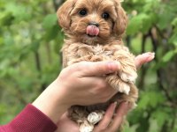 ŞEKER MALTİPOO YAVRULARIMIZ