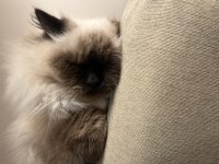 Kedimiz Toprak Ragdoll