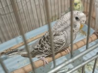 Beş Aylık İri Dişi Muhabbet Kuşu Eş Olmaya Hazır